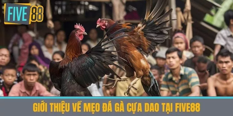 Giới thiệu về Mẹo Đá Gà Cựa Dao tại five88