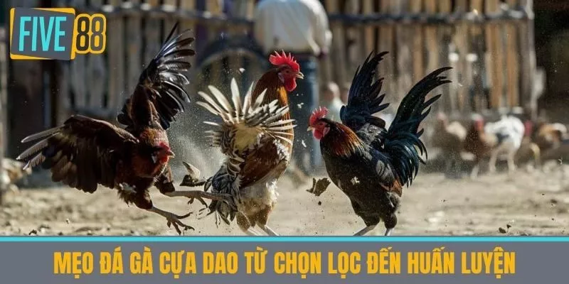 Mẹo đá gà cựa dao Từ Chọn Lọc đến Huấn Luyện