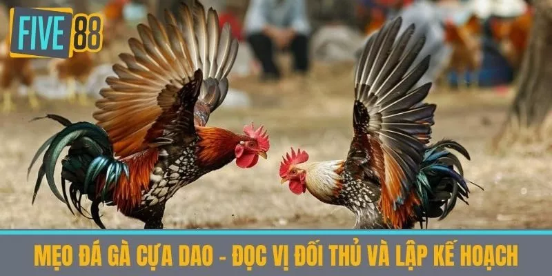 Mẹo đá gà cựa dao - Đọc Vị Đối Thủ và Lập Kế Hoạch
