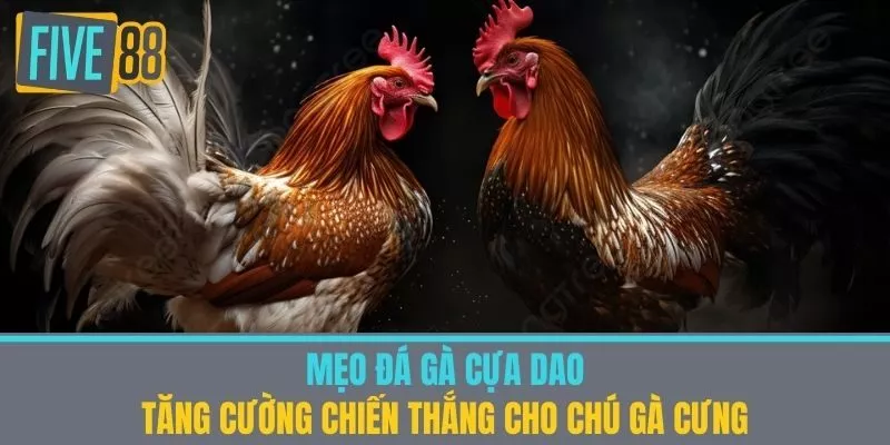 Mẹo Đá Gà Cựa Dao - Tăng Cường Chiến Thắng Cho Chú Gà Cưng