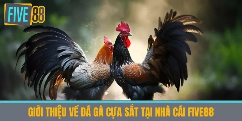 Giới thiệu về Đá Gà Cựa Sắt tại Nhà Cái Five88