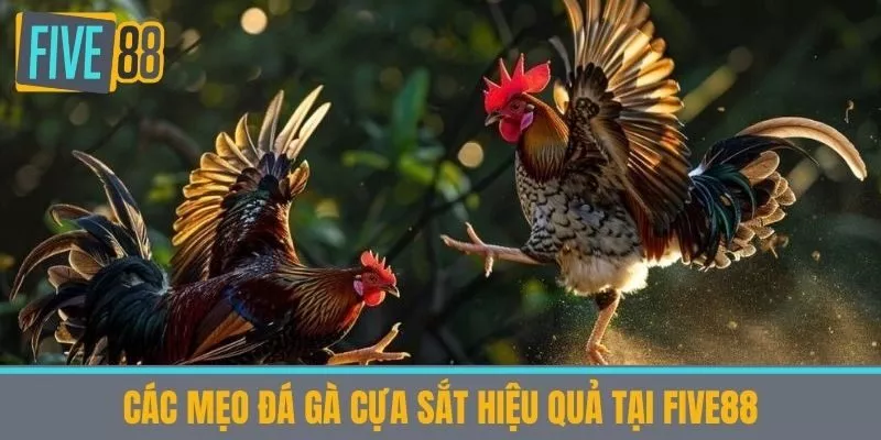 Các Mẹo đá gà cựa sắt hiệu quả tại Five88