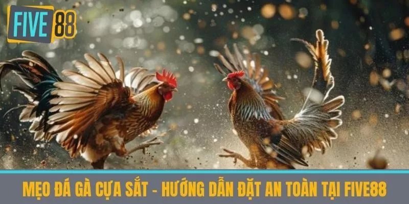 Mẹo đá gà cựa sắt - Hướng Dẫn Đặt An Toàn tại Five88