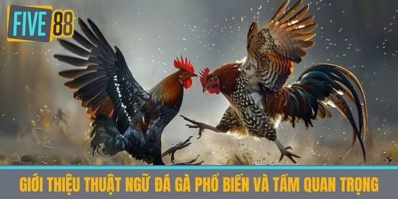 Giới thiệu thuật ngữ đá gà phổ biến và tầm quan trọng
