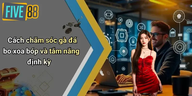 Cách chăm sóc gà đá bo xoa bóp và tắm nắng định kỳ