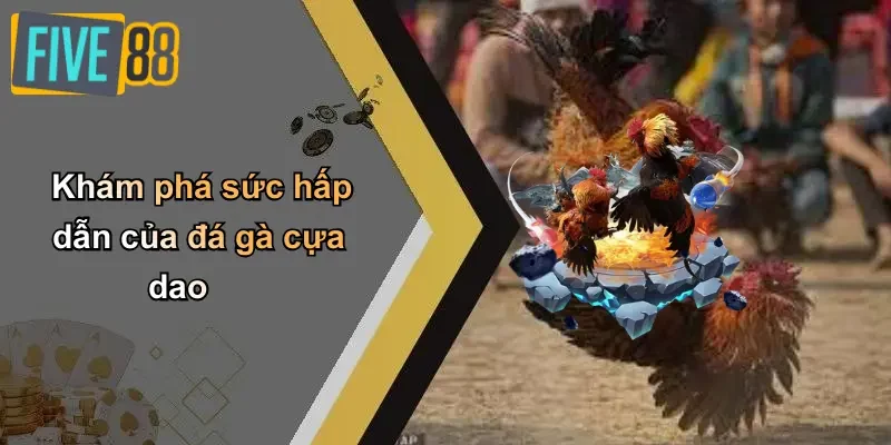 Khám phá sức hấp dẫn của đá gà cựa dao