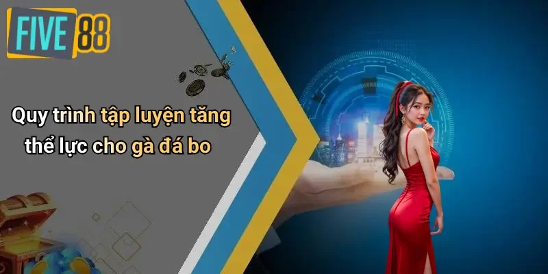 Quy trình tập luyện tăng thể lực cho gà đá bo
